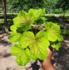 Heuchera "Red Lightning" Tűzeső