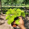 Heuchera "Red Lightning" Tűzeső