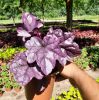 Heuchera 'Wildberry' Tűzeső