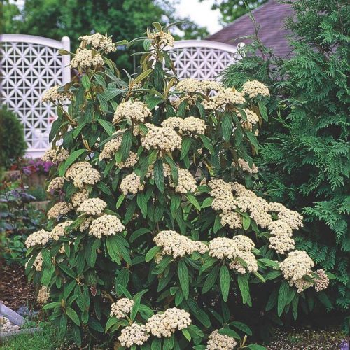 Ráncoslevelű Bangita (Viburnum rhytidophyllum)