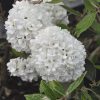 Hólabda Bangita (Viburnum erubescens) Eskimo