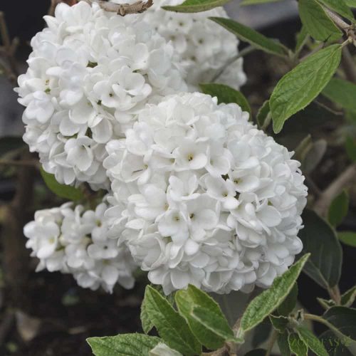 Hólabda Bangita (Viburnum erubescens) Eskimo