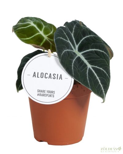 Alocasia Black Velvet