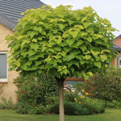 Gömb Szivarfa (Catalpa bignonioides) Nana TK 10/12