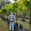 Gömb Szivarfa (Catalpa bignonioides) Nana TK 10/12