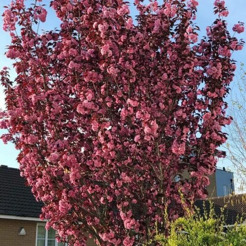 Bordó levelű japán díszcseresznye (Prunus serrulata) 'Royal Burgundy' Törzs magasság 200cm, TK 6/8