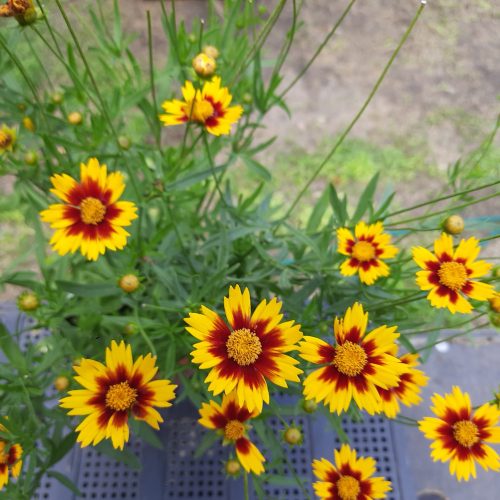 Menyecskeszem (Coreopsis verticillata) li'l Bang Daybreak