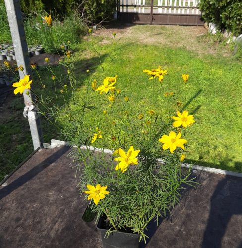 Menyecskeszem (Coreopsis verticillata) 'Grandiflora'