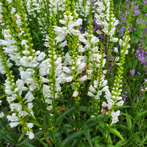 Füzérajak (Physostegia virginiana) 'Alba'