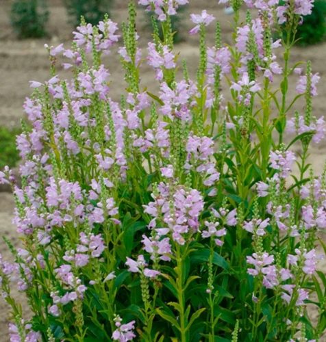 Füzérajak (Physostegia virginiana) 'Pink Manners'