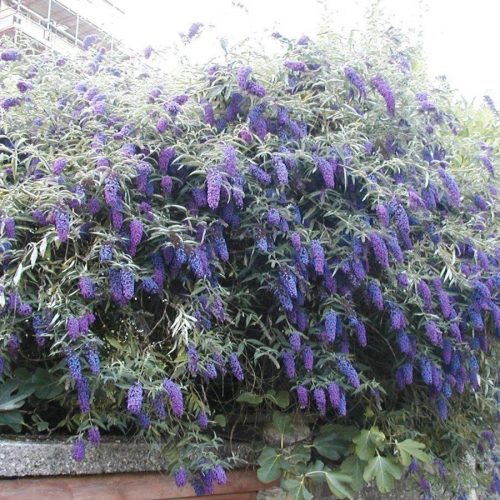 Kékvirágú törpe nyáriorgona (Buddleya davidii) Nanho blue