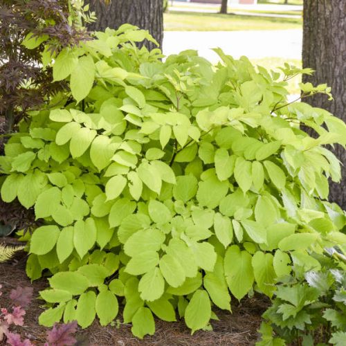 Szívlevelű Arália (Aralia cordata) Sun King