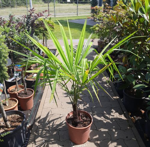 Kínai kenderpálma (Trachycarpus fortunei)