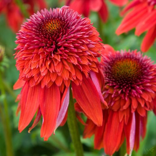 Kasvirág (Echinacea purpurea) 'Eccentric'