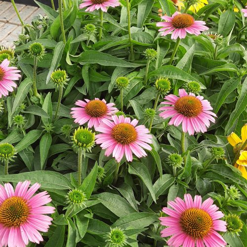 Kasvirág (Echinacea purpurea) Magnus