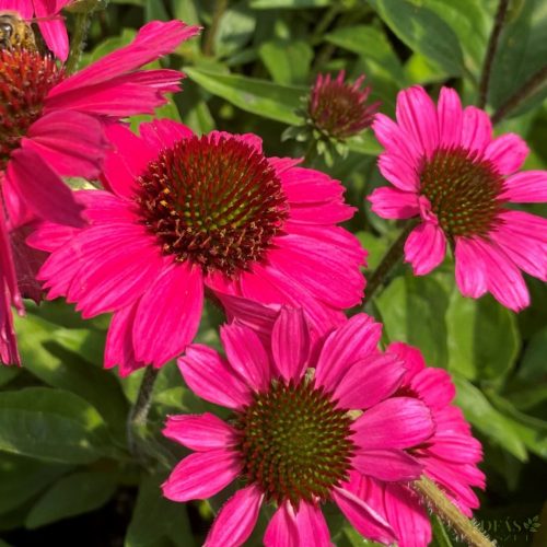 Kasvirág (Echinacea purpurea) 'Sensation Pink'