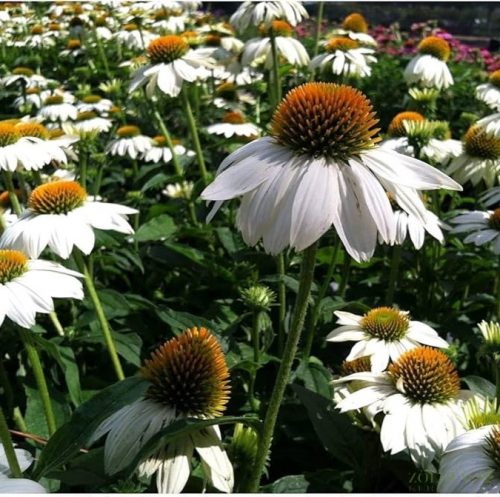 Kasvirág (Echinacea purpurea) Fehér