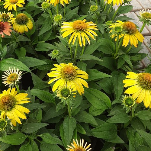 Kasvirág (Echinacea purpurea) Yellow