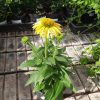 Kasvirág (Echinacea purpurea) Yellow