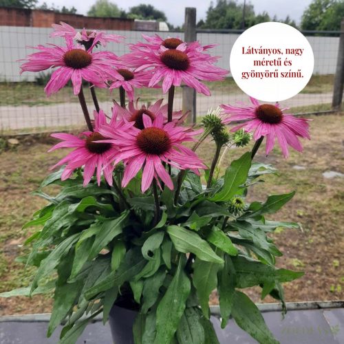 Kasvirág (Echinacea purpurea) 'Sunseekers Pink' CS17cm