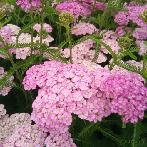 Cickafark (Achillea millefolium) Apple Blossom