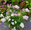 Cickafark (Achillea millefolium) Apple Blossom