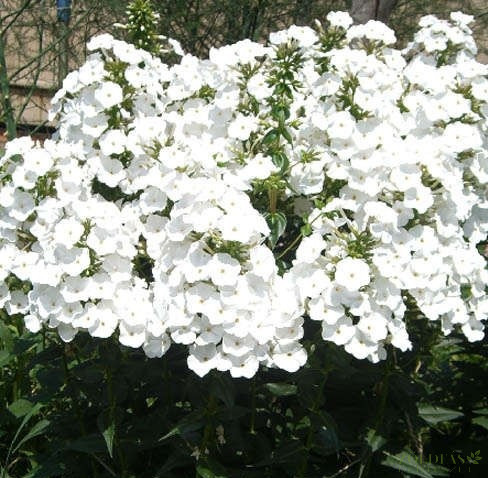 Réti lángvirág (Phlox maculata) Schneelawine