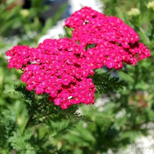 Cickafark (Achillea millefolium) 'Saucy Seduction'