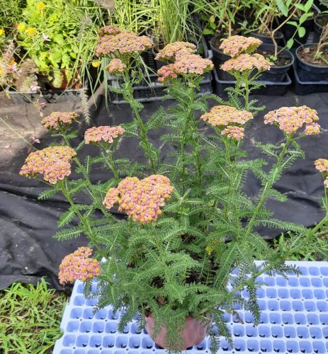 Cickafark (Achillea millefolium) Skysail Red